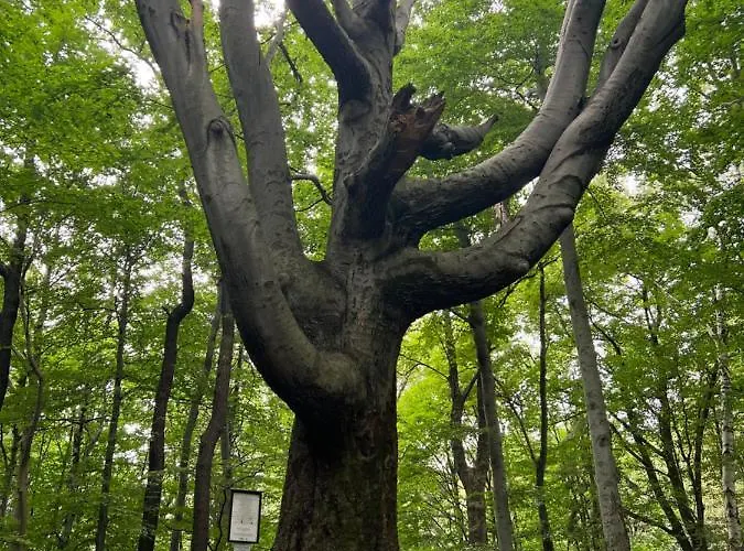 Dolny Slask 아파트 바우브자이치